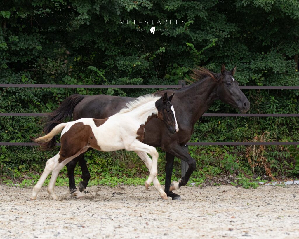 fohlen_vetstables_verkaufspferd