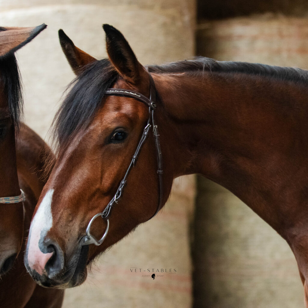 verkaufspferd_vetstables_verena edelsbrunner