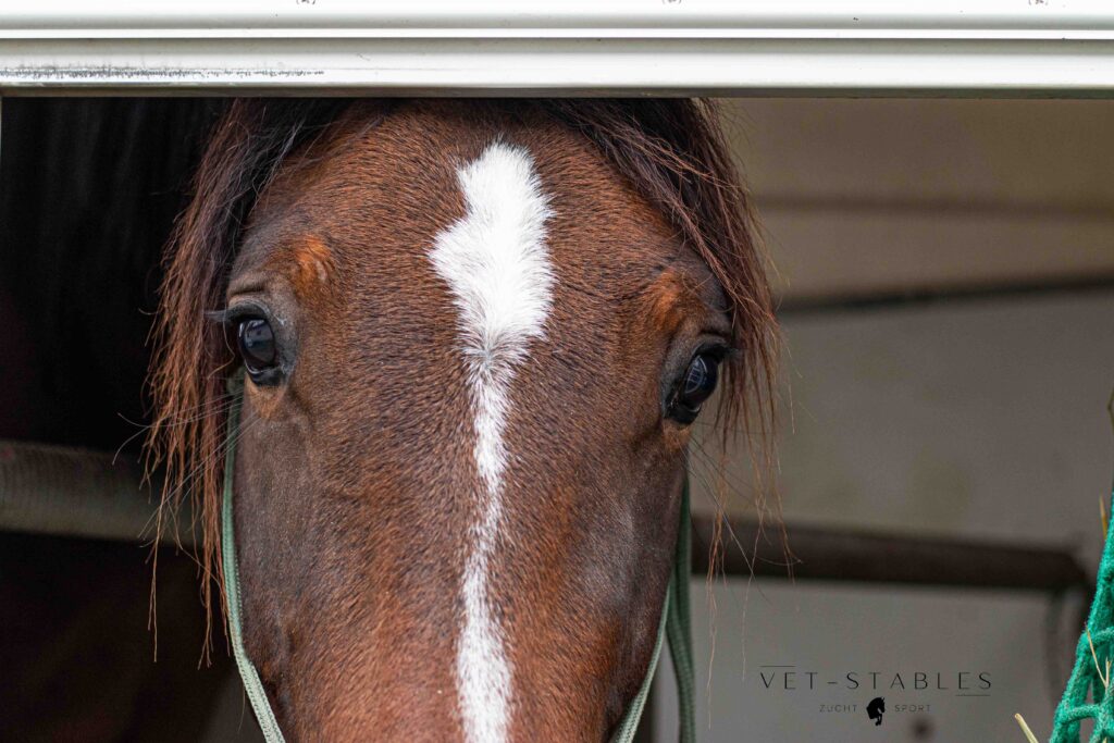 österreichisches Warmblut_pferdezucht