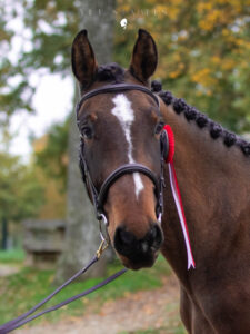 Freispringchampionat Stadl-Paura Vetstables