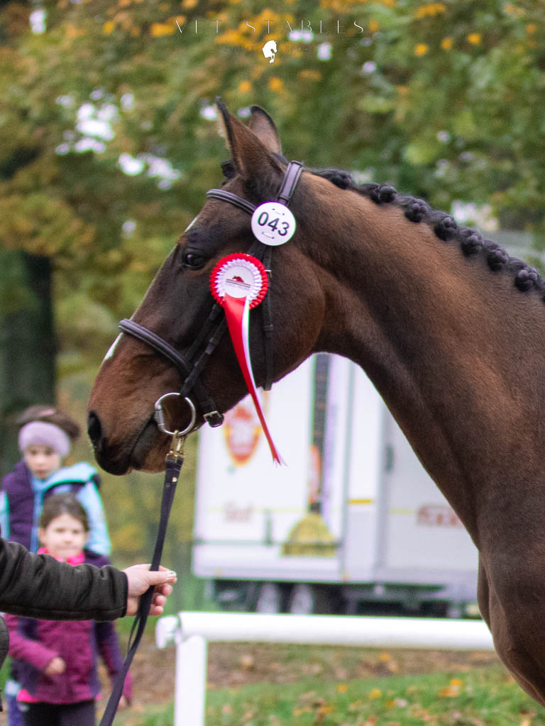 Freispringchampionat Stadl-Paura