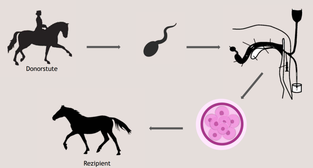 ablauf embryotransfer pferd