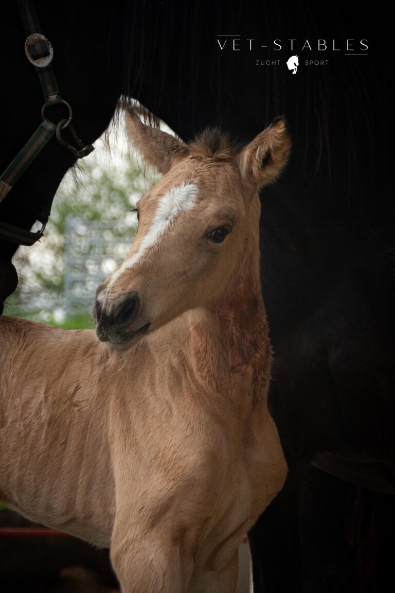 österreichisches warmblut