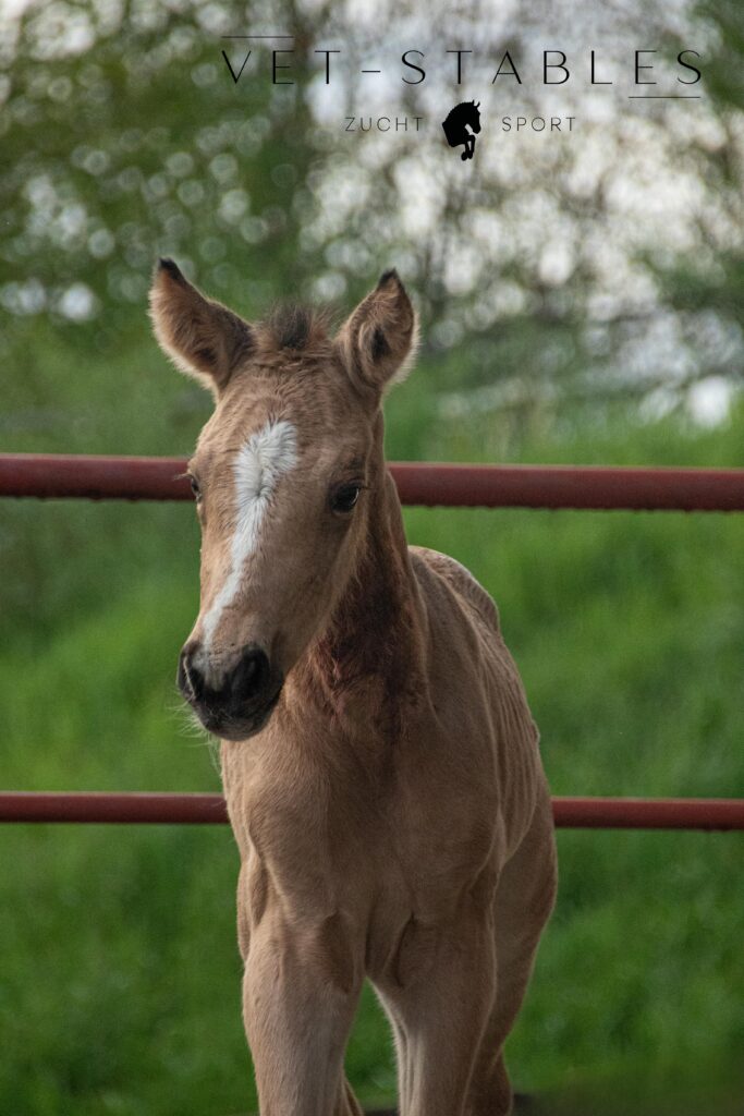 Fohlen Buckskin